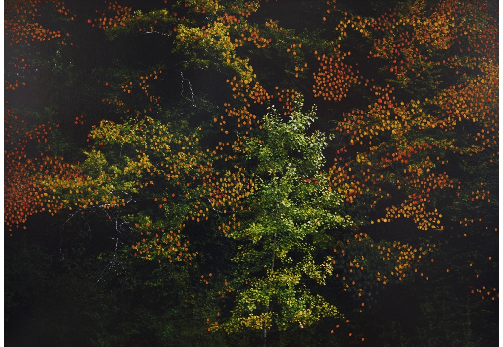 Forêts d'automne orange 2