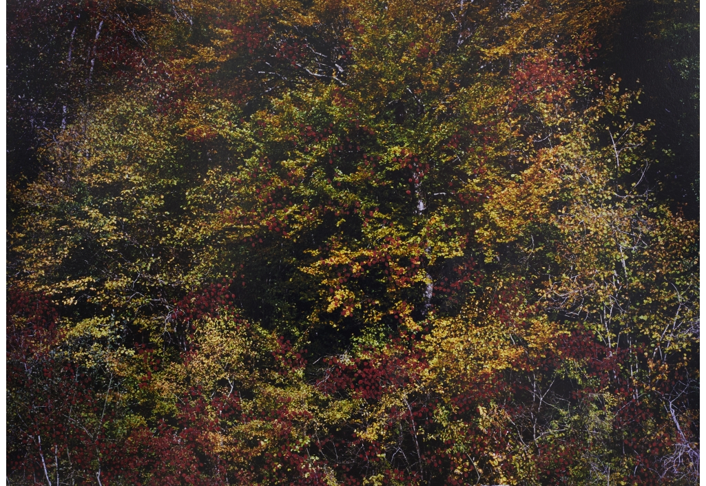 Forêts d'automne rouge 1